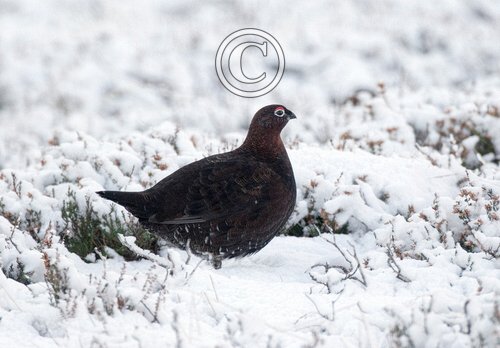 Red Grouse DM1628